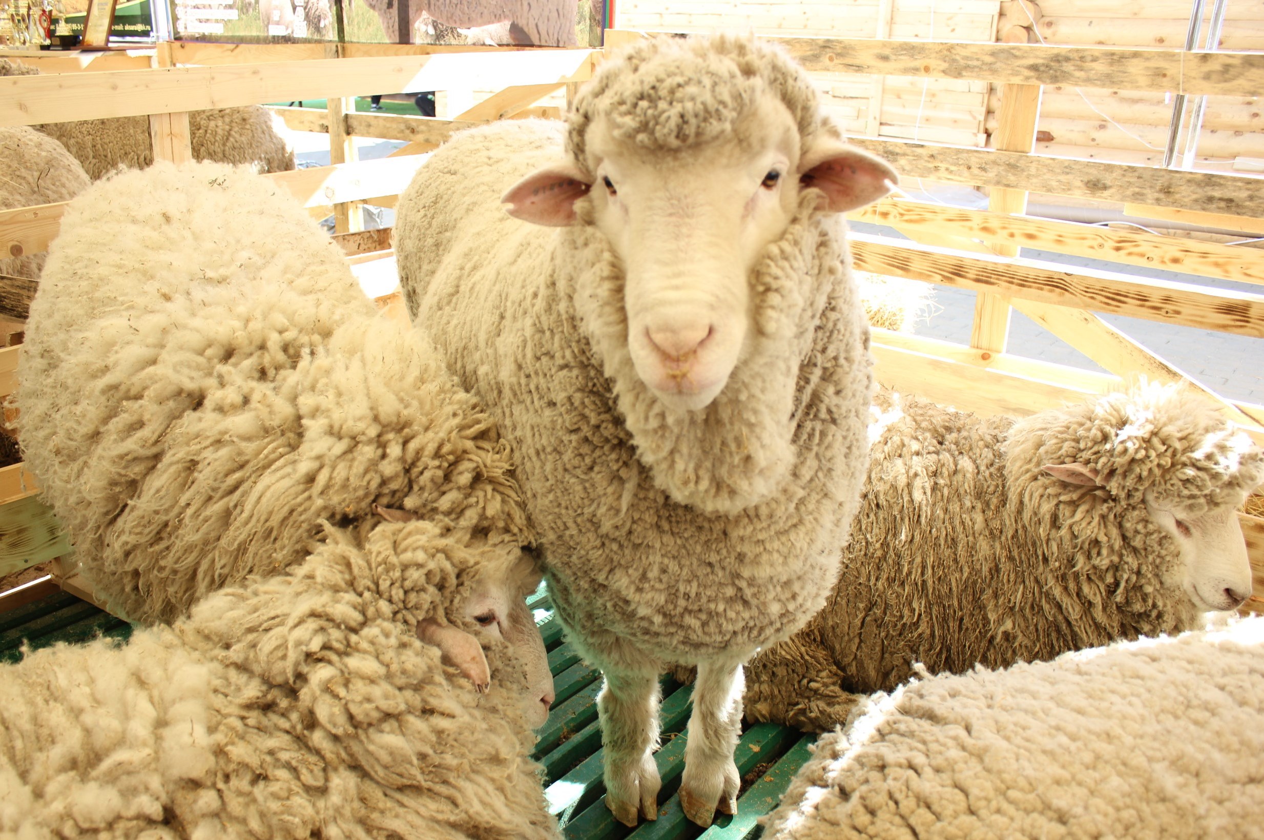 Купить Баранину В Ставропольском Крае